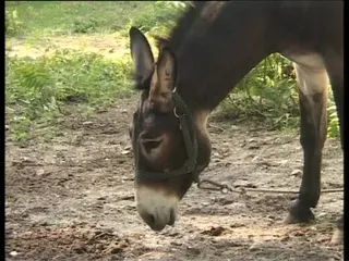 À la campagne, il y a toujours cette envie de baiser dehors