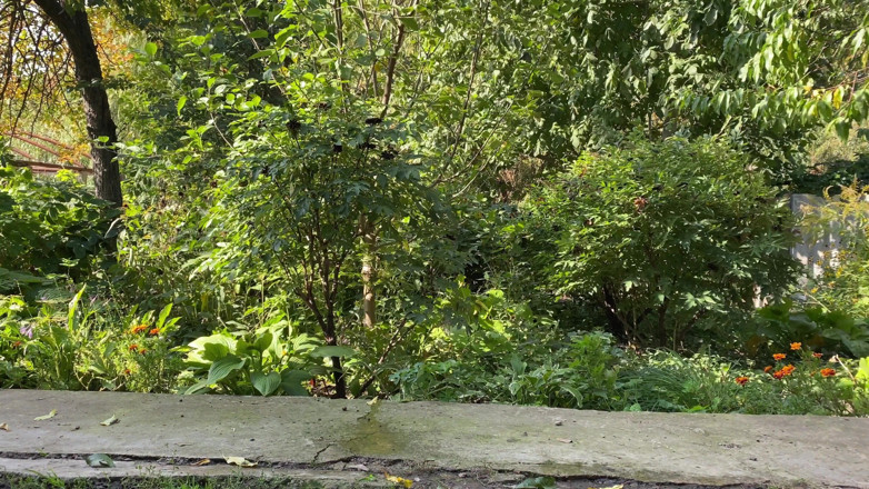 OurFetishLife: Sie hält ihren wunderschönen arsch, während sie doggystyle im park...