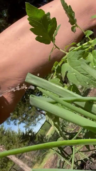 Pissing in My Garden.