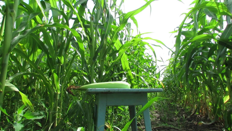 SexyAnka: Insatiable