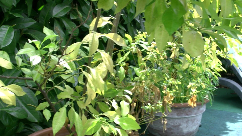 HPG Production: 거유 프랑스 밀프 핥기 5200