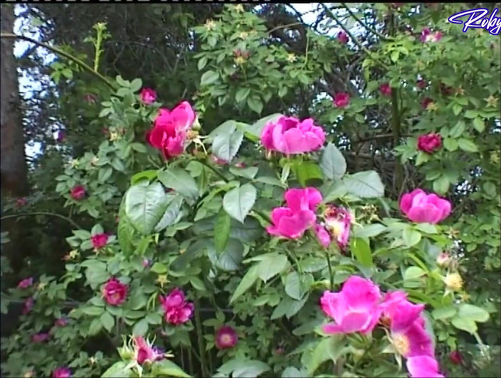 Topax Film Production: 20letá Děvka Je Ošukaná Do Zadku Starým Mužem Venku