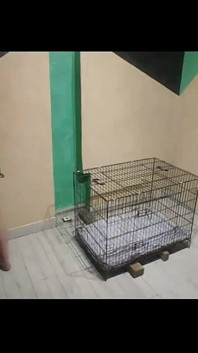 Masukkan dalam Sangkar ke Susu Ibu