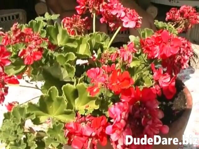 DudeDare: Niedźwiedź szarpie dwa kutasy jednocześnie