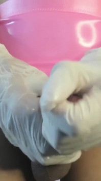 Cv Your Sexy Elf Using Gloves to Show You How Eat Cum