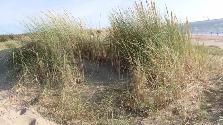 Double-Dutchies: Kongkek pantai Belanda