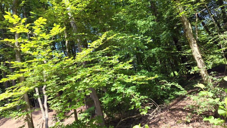 Velutta: Extreme Outdoor Sex in a German Forest