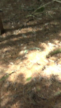 Syrian Refugee Sex in Park