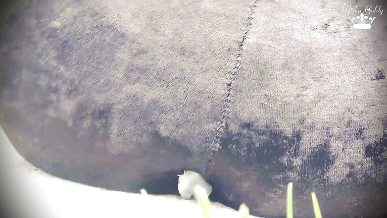 Goddess Misha Goldy: Misha destrói um pequeno brinquedo de homem por sua bunda,...