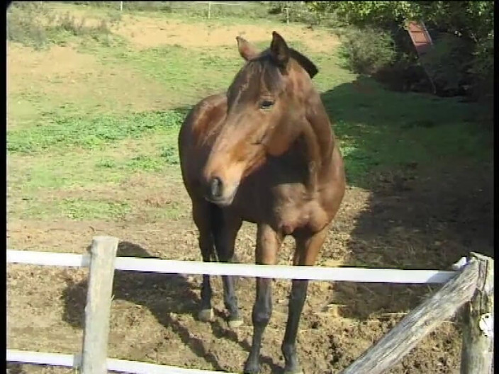 Big Cock X: 카발리에리 델 Sesso_scene_01