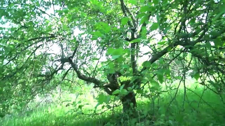 Anna Fire: Fucked in nature and finished in the mouth of a...
