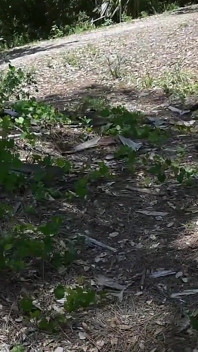 Bts Nature Walk and Masturbation on Trail