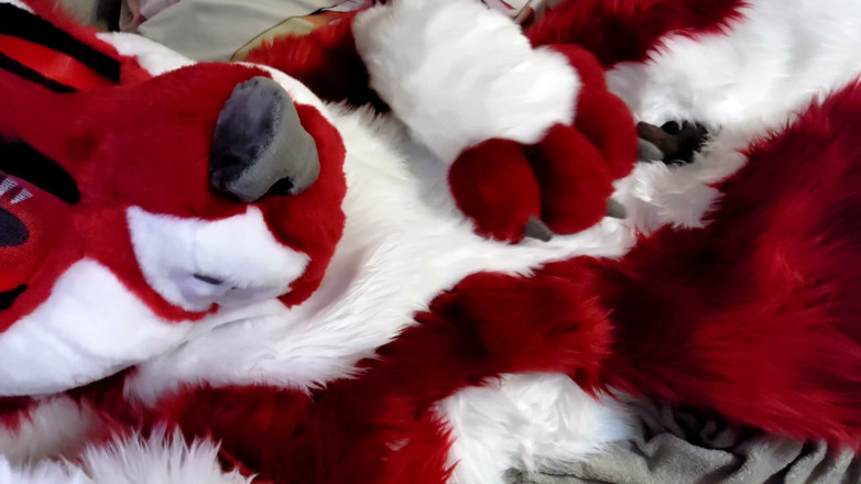 PawgrammerSocks: Jerking off and Showing Footpaws in Full-body Fursuit