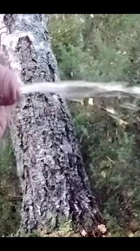 Pissing in the Woods