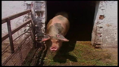 Vintage Movies XXX Best of: Вінтажна блондинка відтрахана в сараї та на відкритому повітрі