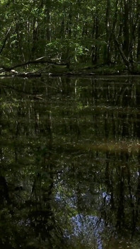 Passeggiata nella foresta di mesmeriza