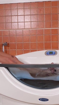 Sání ptáka a footjob, dokud se nevystříká na nohy