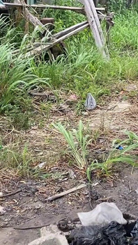 Mekanik mengongkek saya dengan keras sehingga kami berdua memukul tanah