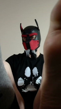 Playful Pup Tease Tickles Crotch Close