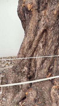 Ragazze imbrogliate legate strette. Due cowgirl impotenti scopano imbavagliate su un albero e corde ruvide hogtie