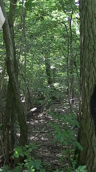 CBT dan penderaan telur yang melampau keras di dalam hutan