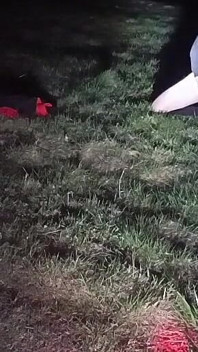 I Strip and Jerk off Outside at Night