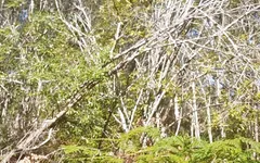 Bush Walking Wank in Speedos
