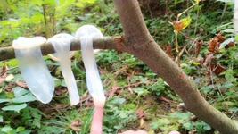 Engolindo porra de três preservativos usados encontrados ao ar livre