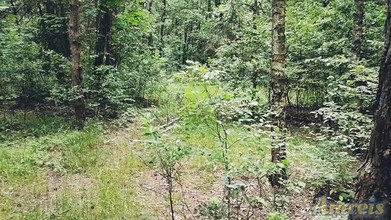 Amreis: Als je loopt, moet je altijd je lul aftrekken en...