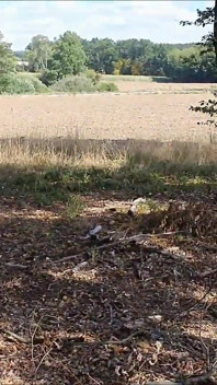 jangal ke kinaare par garabar