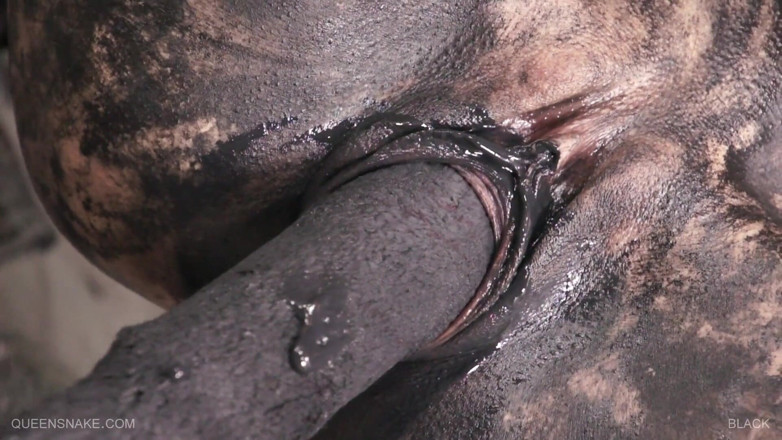 Queen Snake: Solo bebê coberto de cor preta brincando com sua buceta