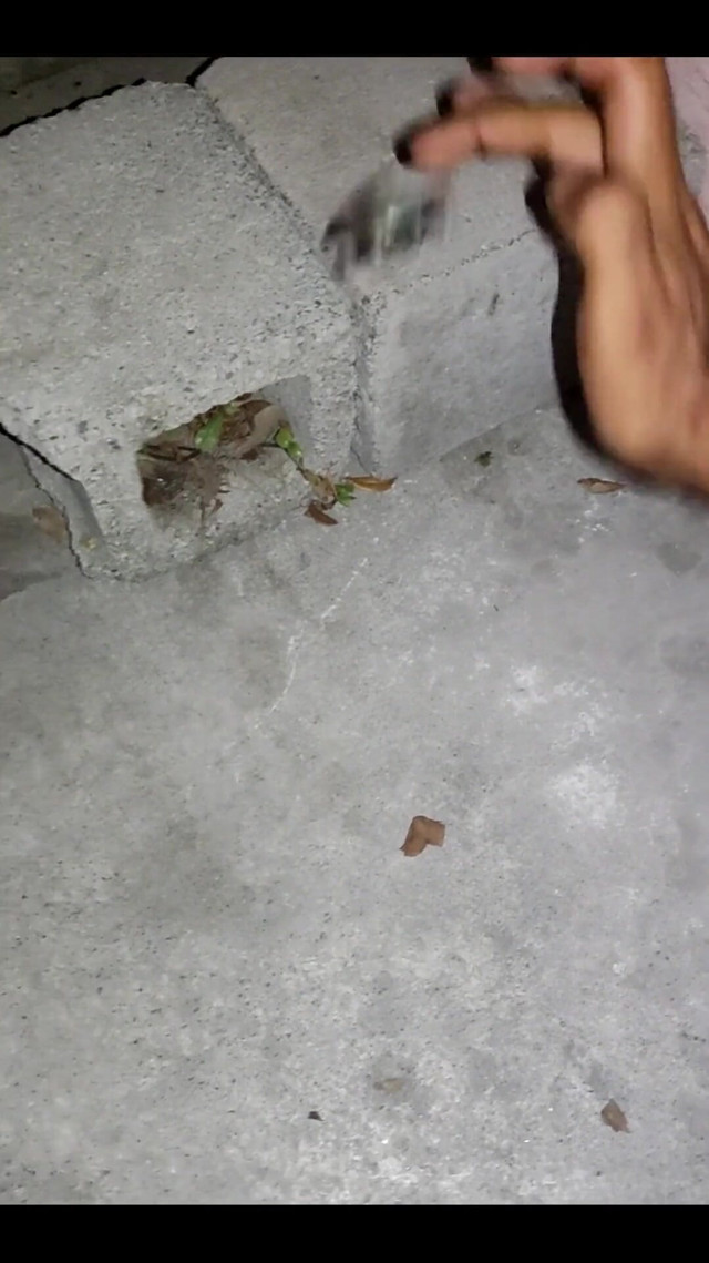 Ollie (Alex Alejandro)