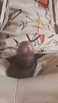 A Big and Powerful Natural Black Cock