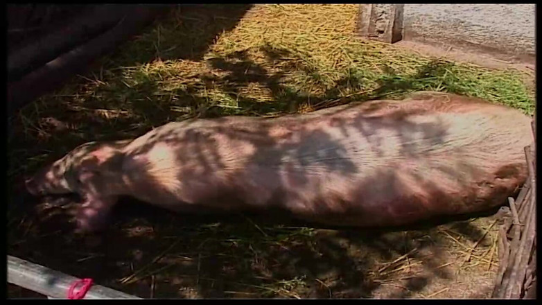 Vintage Movies XXX Best of: Вінтажна блондинка відтрахана в сараї та на відкритому повітрі