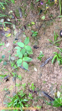 Tiyana: Thổi kèn ngoài trời trên đầu gối