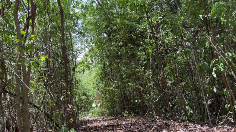 ortizjona: Ich werde so geil, nackt im wald mit meinem schwanz...