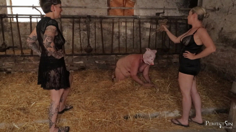 Perfect Sin Network: 小猪的练习