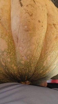 Hungry Dick Among Pumpkins for Halloween.
