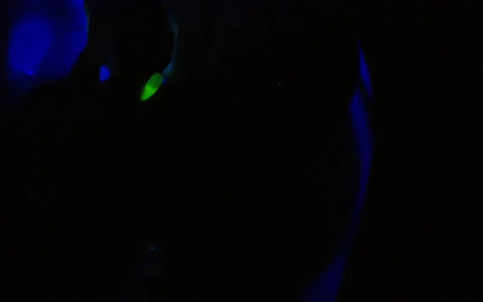 Tight little babes: Lesbian aliens going at it