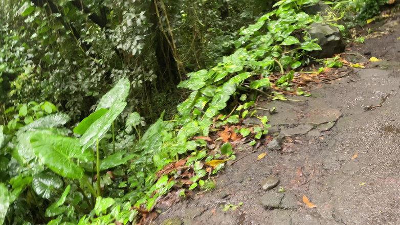 Dante Colle: Yağmur ormanlarında yarak emiyor