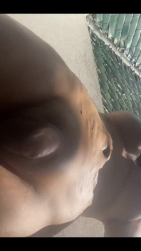 Who Wants My Cock?