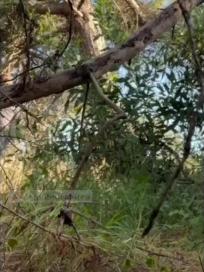 AmateurMates: Un Garçon Amateur Sexy Suce Et Lèche Dans Les Bois