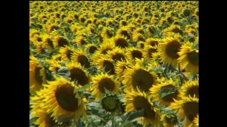 FM Video films: 더 즐기는 여자