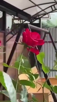 Üvey anne üvey oğluyla emip anal sikişmek istiyor