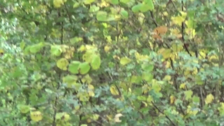 Crunch Boy: Gej ssie swojego prostego przyjaciela w samochodzie