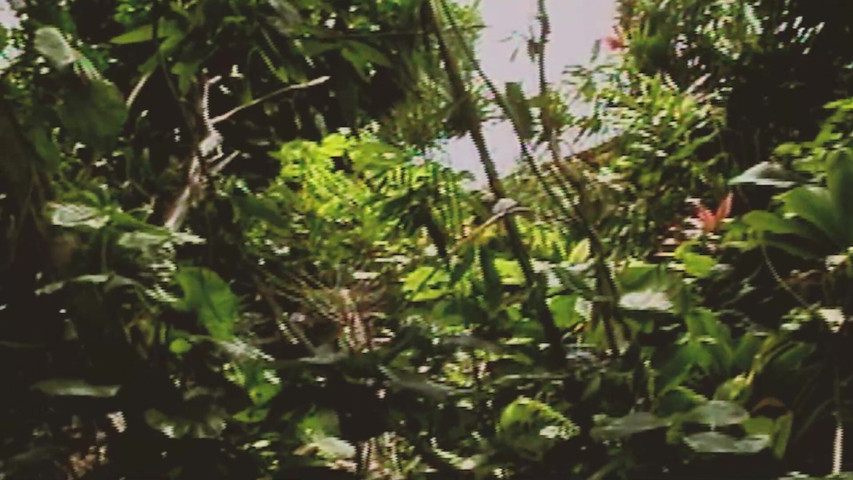 Gay Island Scene-2_two Muscular Gay Men Fucking Hard in the Jungle (SEXUAL SIN GAY) Gay Island Scene-2_two Muscular Gay Men Fucking Hard in the Jungle (SEXUAL SIN GAY)