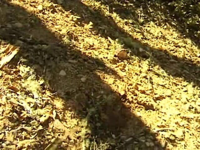 Mustang: Lumber Jacked Crimes Against Nature Director's Cut 1