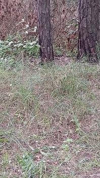 Our Third Girlfriend Keeps Watch in the Park so No One Catches Us Having Sex