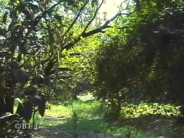 Ladyboy Paradise: Транс-справи 4