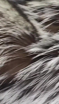 Ragazzo kinky arrapato dietro la dea della pelliccia